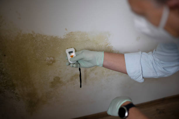 Professional Mold Removal in Hapeville, GA